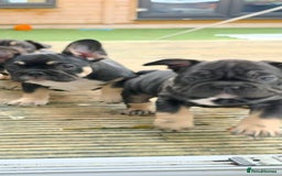 French Bulldog dogs for sale: French bulldog puppys - Advert 15