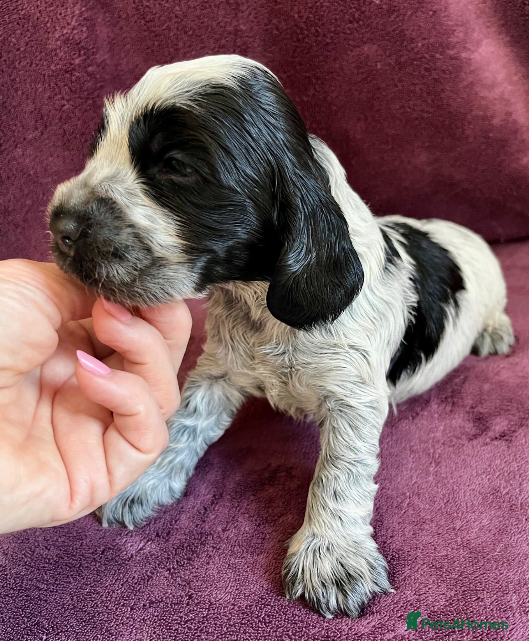 Cocker Spaniel dogs KC Show Type Cocker Spaniels - Advert 1