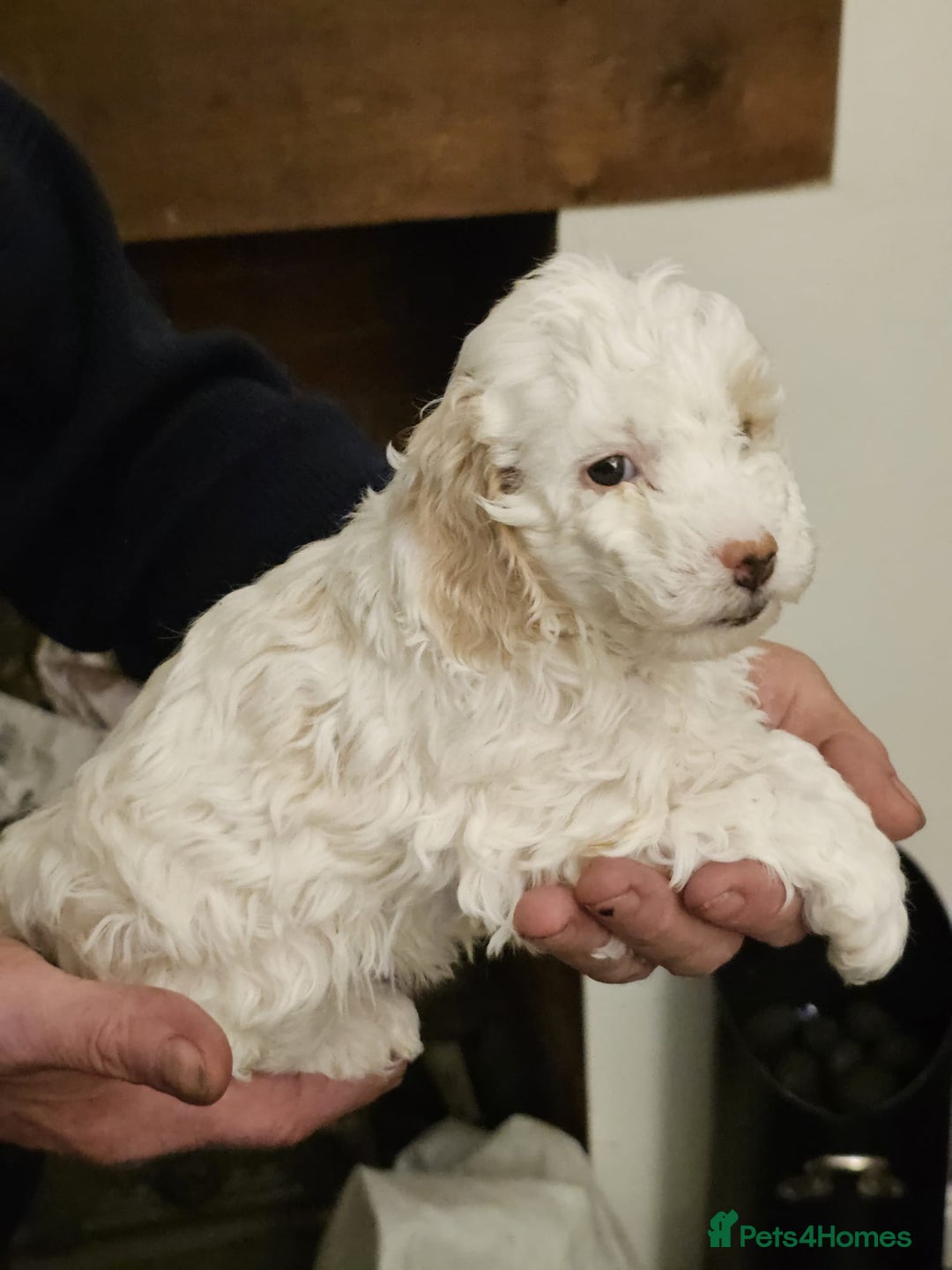 Cockapoo dogs for sale: 1 beautiful cockapoo girl - Image 17