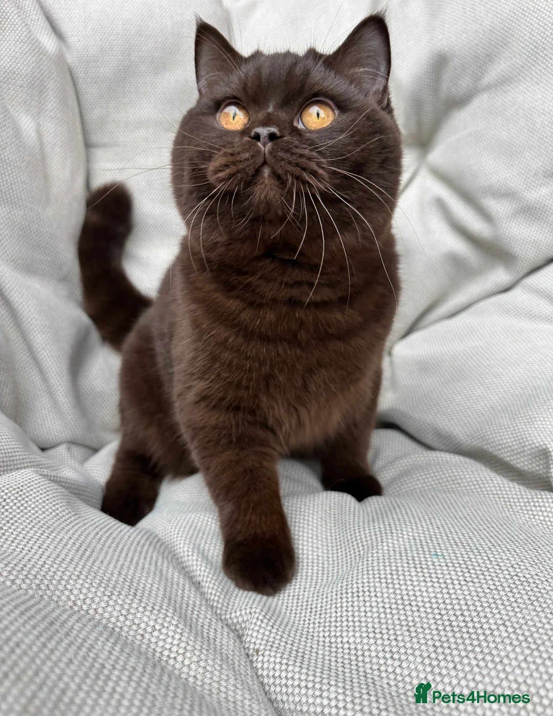 British Shorthair cats for sale: Ready British Shorthair Chunky Kittens - Advert 4