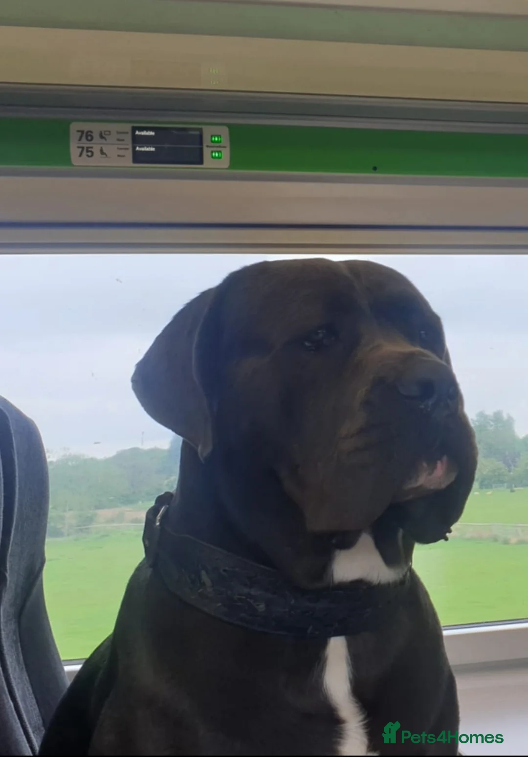 Cane Corso dogs for stud: Big Vince CaneCorso Stud - Advert 6