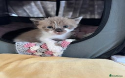 Ragdoll cats for sale: Ragdoll kittens £600-£1,000 - Image 8