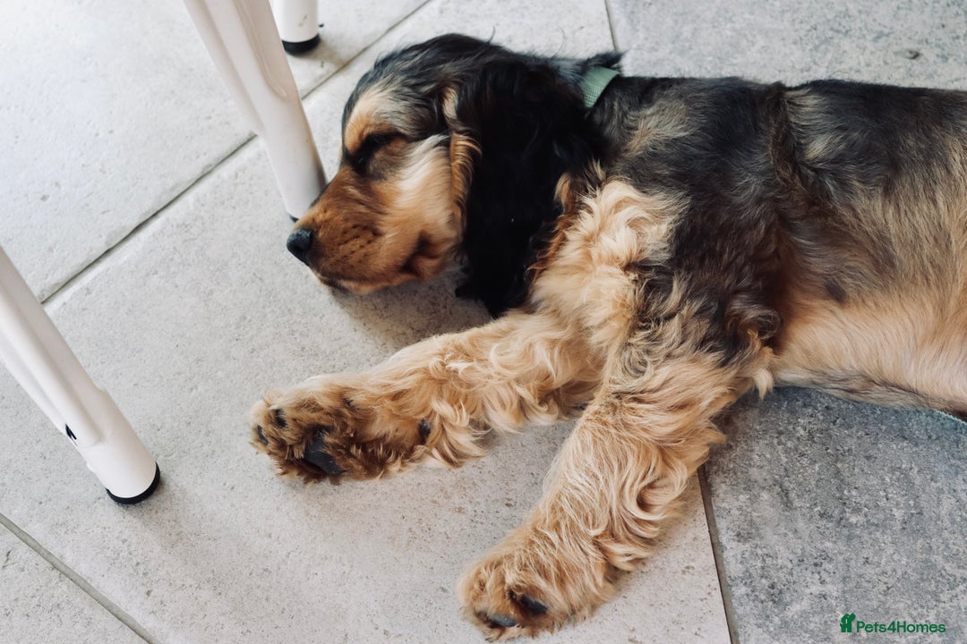 Cocker Spaniel dogs for stud: Beautiful Stud in Gloucester - Advert 6