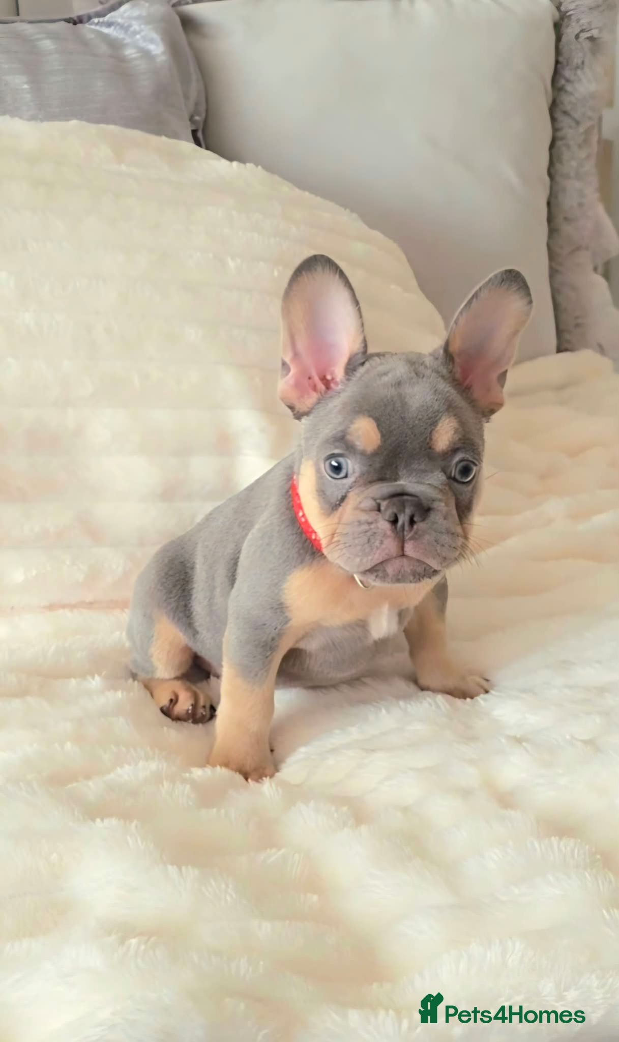 French Bulldog dogs Ready to leave 💯Tiny French Bulldogs 💯  - Advert 1