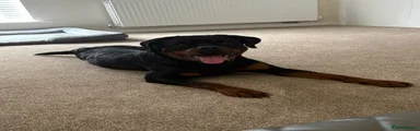 Rottweiler 1