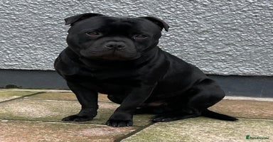 Staffordshire Bull Terrier dogs in Pontypridd - Advert 14