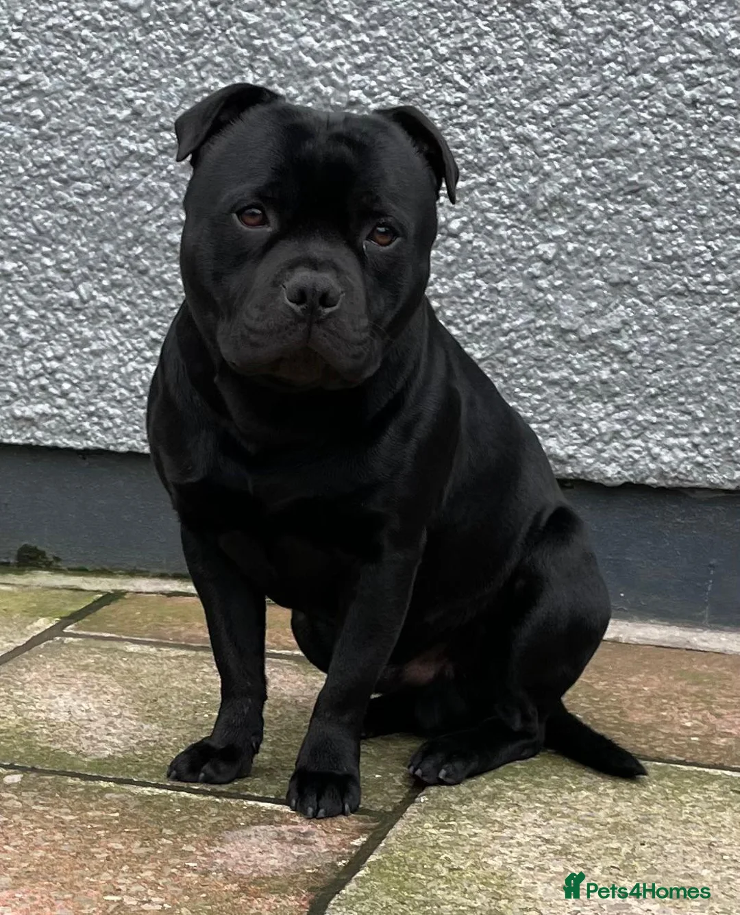 Staffordshire Bull Terrier dogs for stud: Stunning Champion Sired Stud  in Pontypridd - Advert 4