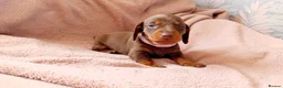 Miniature Dachshund dogs for sale: KC Miniature Dachshund Puppies for sale - Advert 17