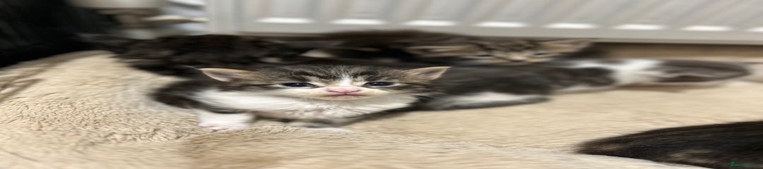 Maine Coon Kitten 5