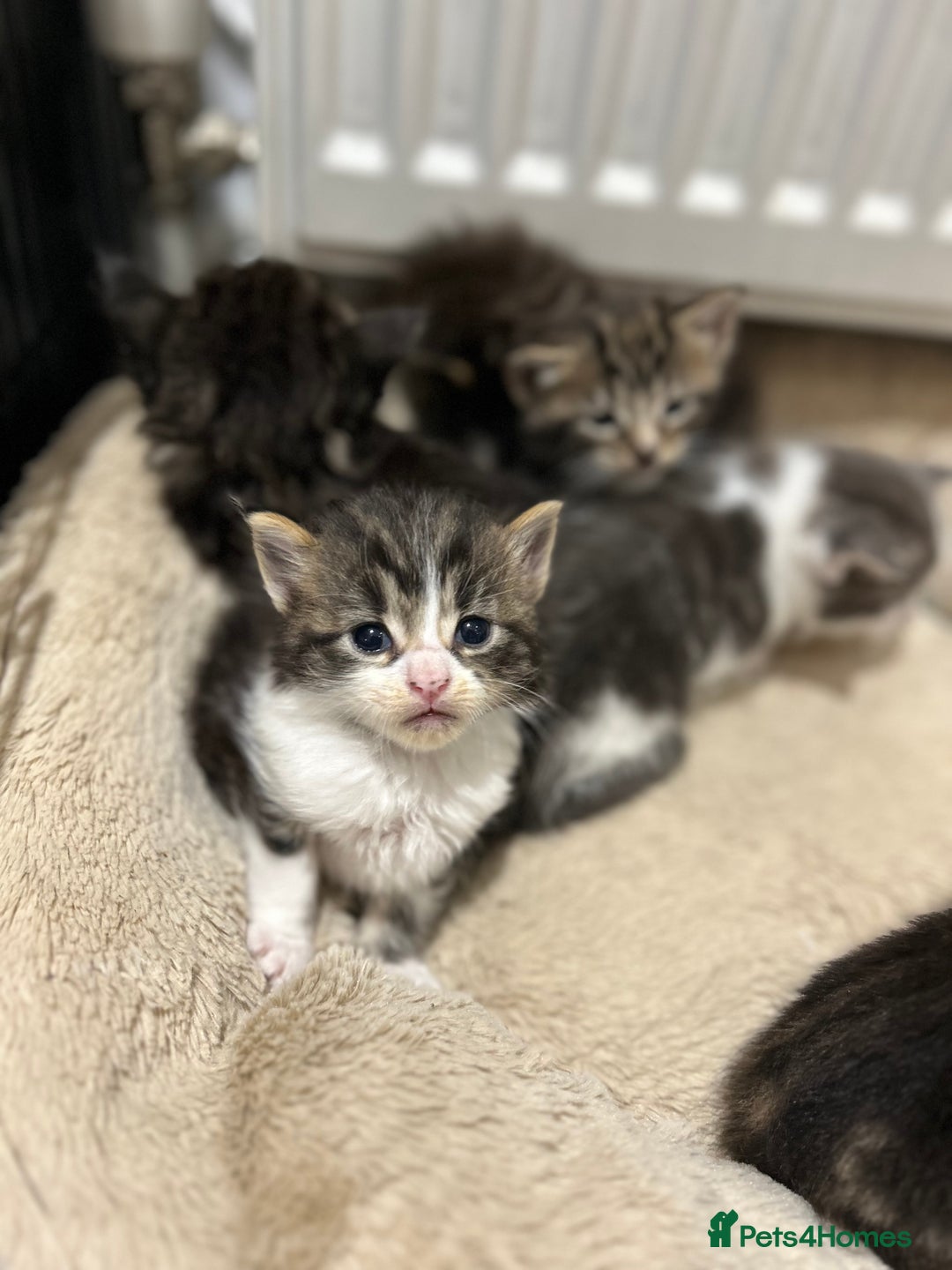 Maine Coon cats for sale: Gorgeous Maine Coon Cross Kittens - Image 20