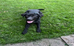 Labrador Retriever dogs for sale: 1 year old male labrador (Goose)  - Image 3