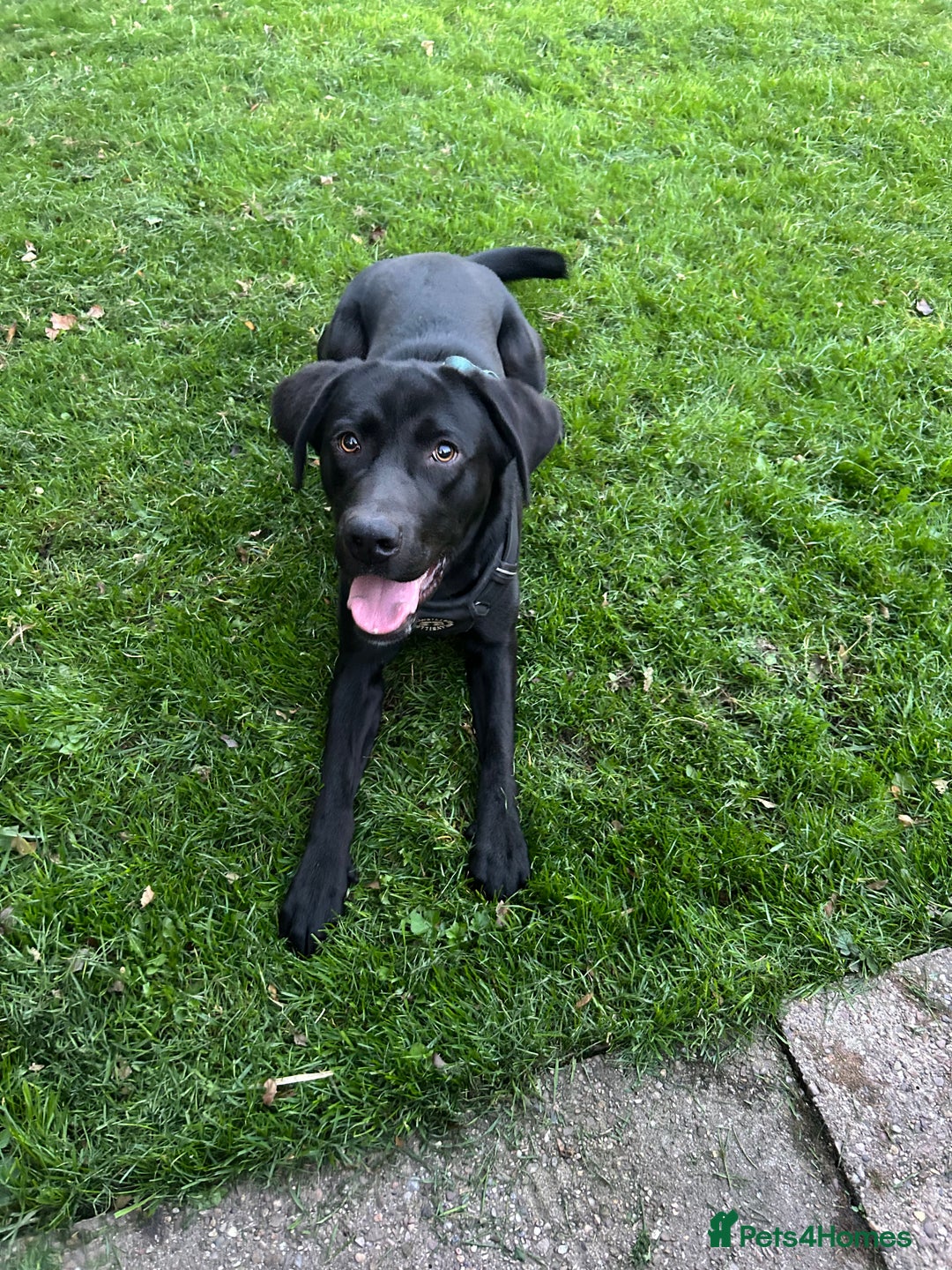 Labrador Retriever dogs for sale: 1 year old male labrador (Goose)  - Image 3