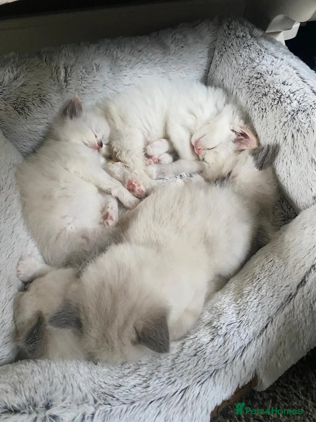 Ragdoll cats for sale: Purebreed Ragdoll kittens - Advert 4