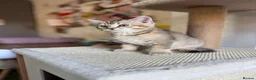 British Shorthair cats for sale: Gorgeous GCCF registered British Shorthair Boy  - Advert 19