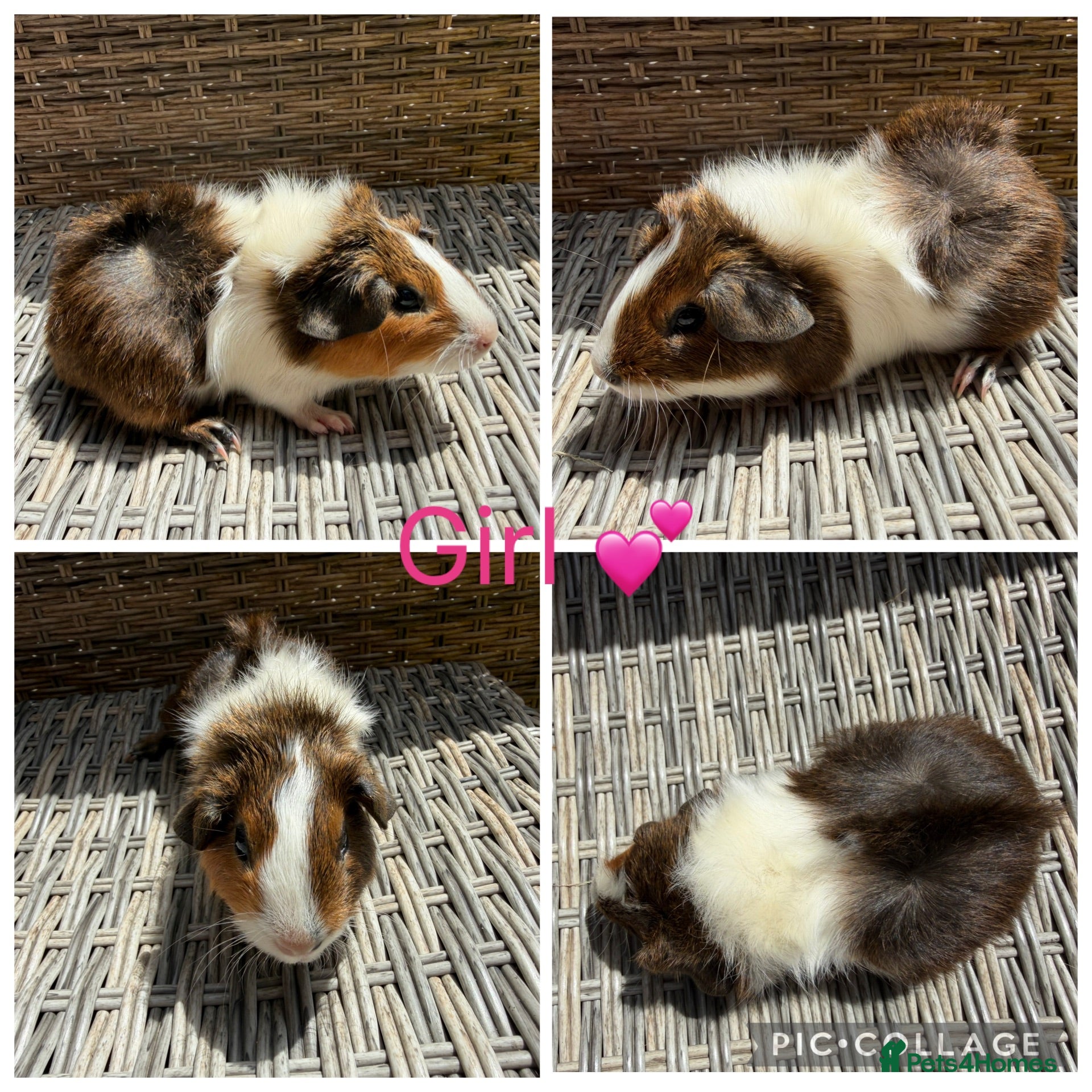 Guinea Pig rodents for sale: 4 female guinea pigs for new homes  - Advert 2