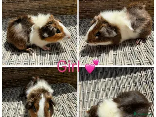 Guinea Pig rodents for sale: 4 female guinea pigs for new homes - Advert 2