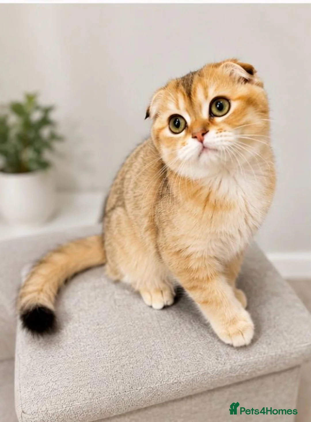 Scottish Fold cats for sale: Cute 🥰 Scottish fold TICA register  - Advert 1