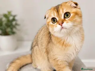 Scottish Fold cats Cute 🥰 Scottish fold TICA register - Advert 18