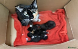 Mixed Breed cats for sale: Mix breed kittens for sale - Image 2