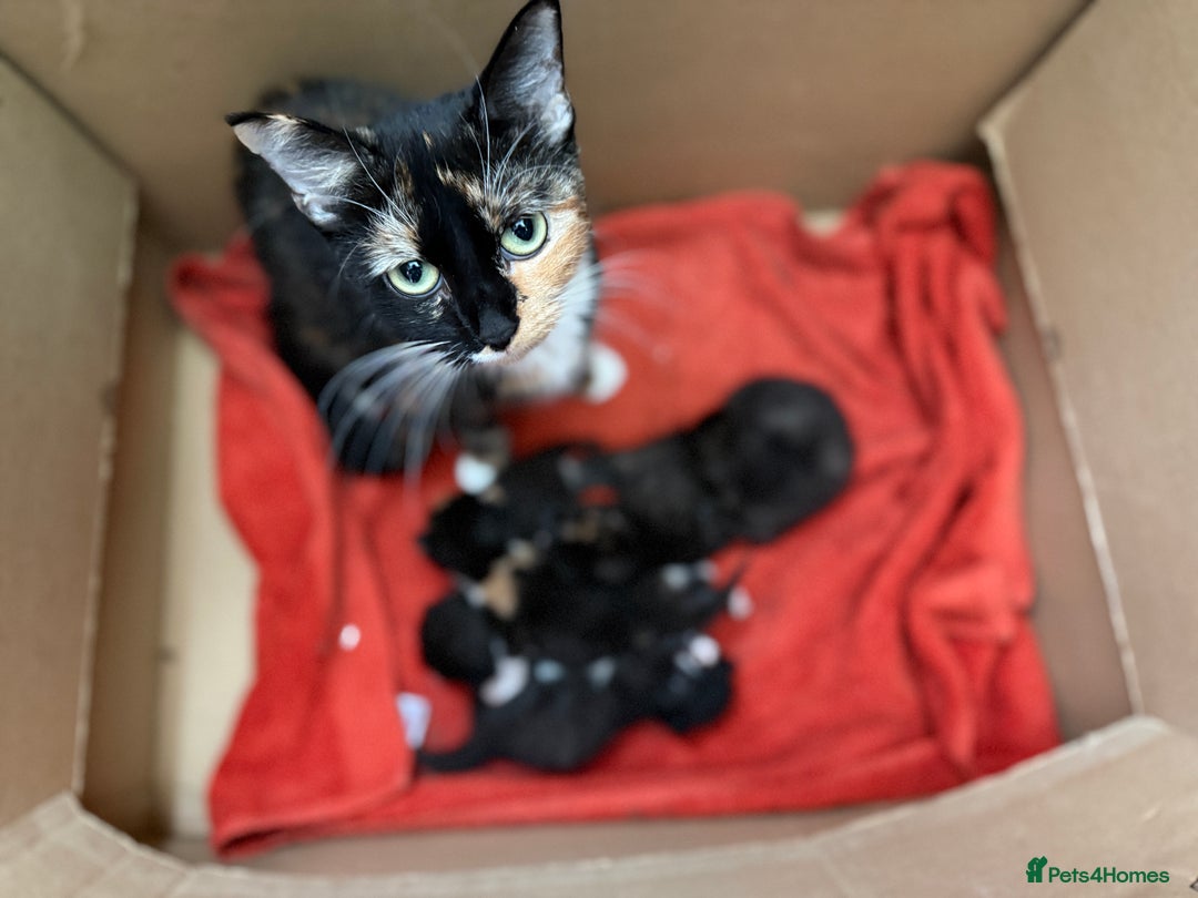 Mixed Breed cats for sale: Mix breed kittens for sale - Image 2