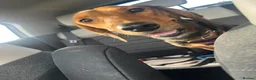 Mixed Breed dogs for adoption: LENA! - Advert 7