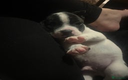 Mixed Breed dogs for sale: 7 week old Frenchie cross staffy male puppy  - Image 3