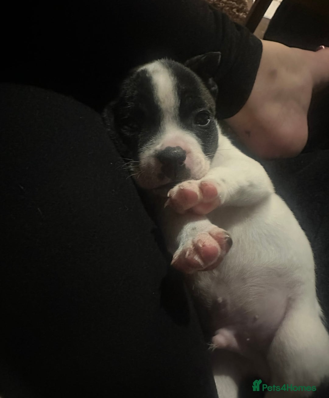Mixed Breed dogs for sale: 7 week old Frenchie cross staffy male puppy  - Image 3