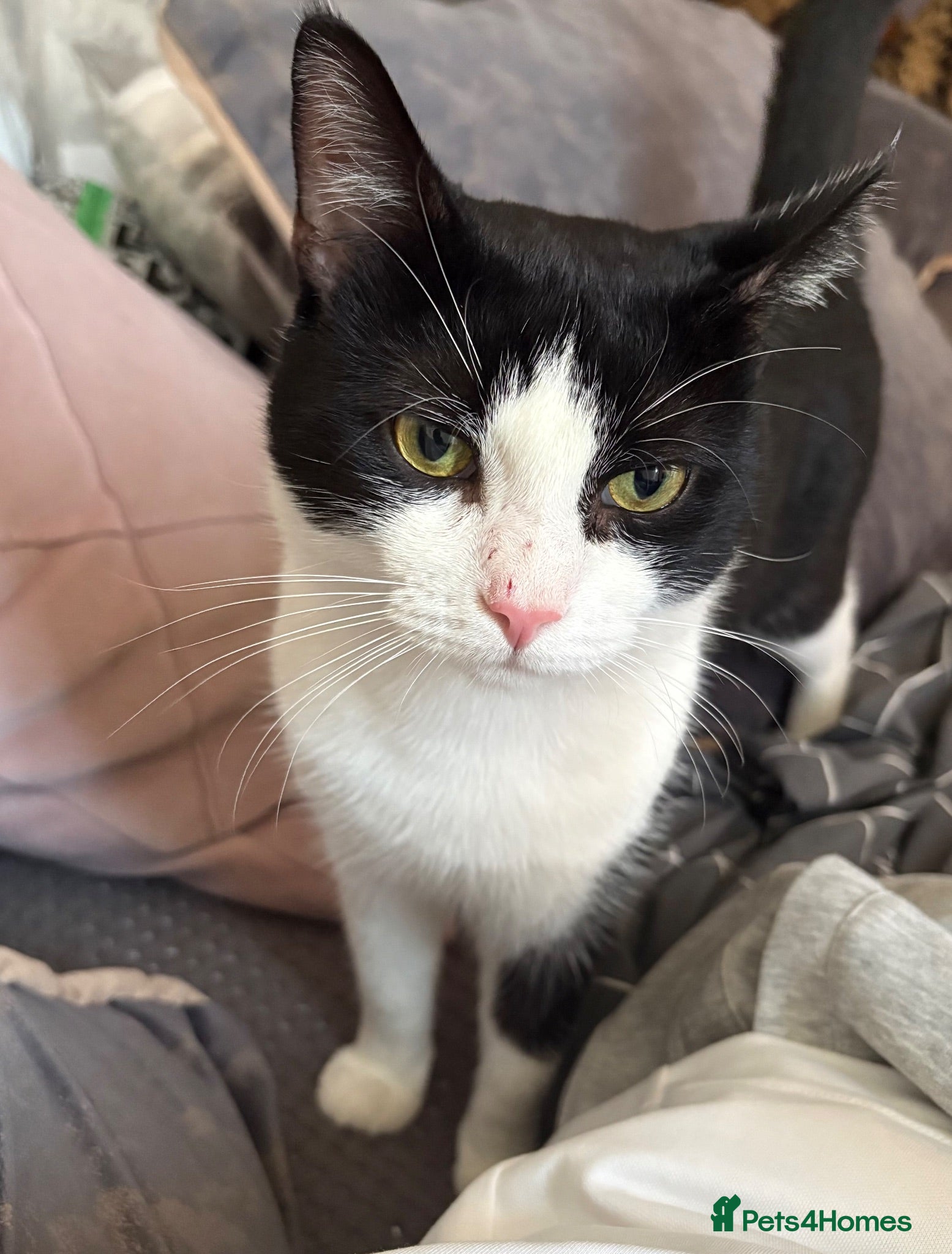 Mixed Breed cats Mixed Tuxedo Cat - Advert 14