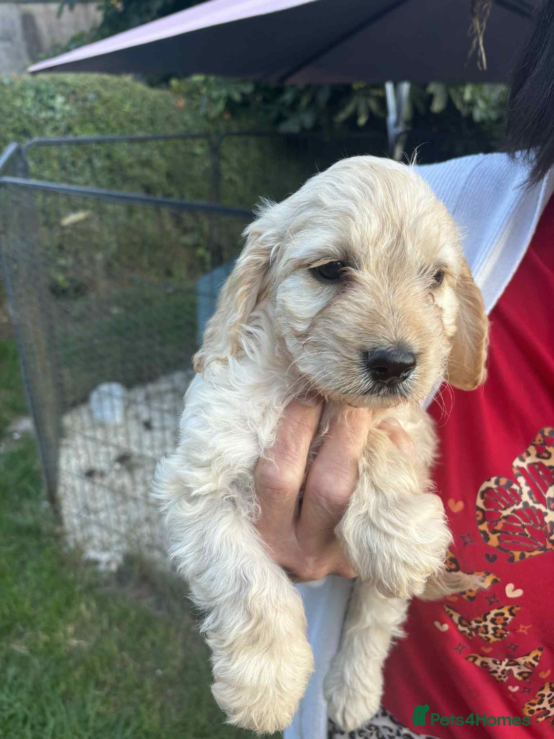 Cockapoo dogs for sale: cockapoo puppies - Image 4