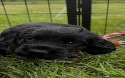 Cocker Spaniel dogs for sale: Cocker Spaniel Purebred Puppies Bitches available - Image 5