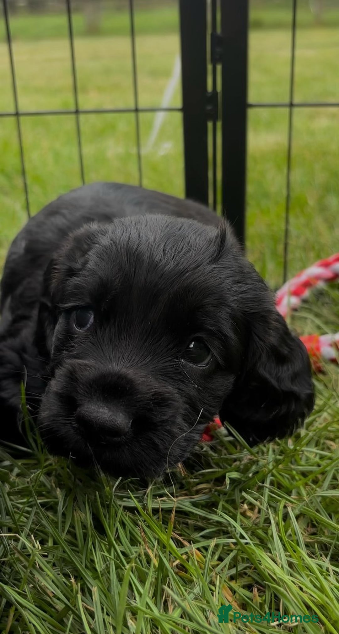 Cocker Spaniel dogs for sale: Cocker Spaniel Purebred Puppies Bitches available - Image 5
