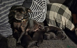 Jug dogs for sale: 2 jug puppys - Advert 1