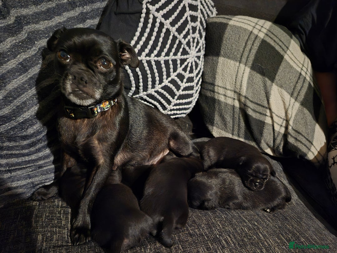 Jug dogs for sale: 2 jug puppys - Advert 1