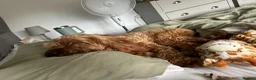 Cockapoo dogs for sale: Cockerpoo in Bolton - Advert 4