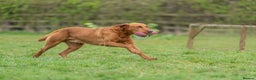 Labrador Retriever dogs for stud: EXCEPTIONAL WINNING HEALTH TESTED FOX RED LAB STUD in Grantham - Advert 6