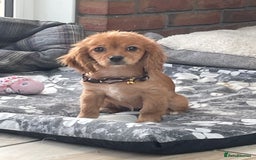 Cavalier King Charles Spaniel dogs for sale: Boy and girls available  - Advert 3