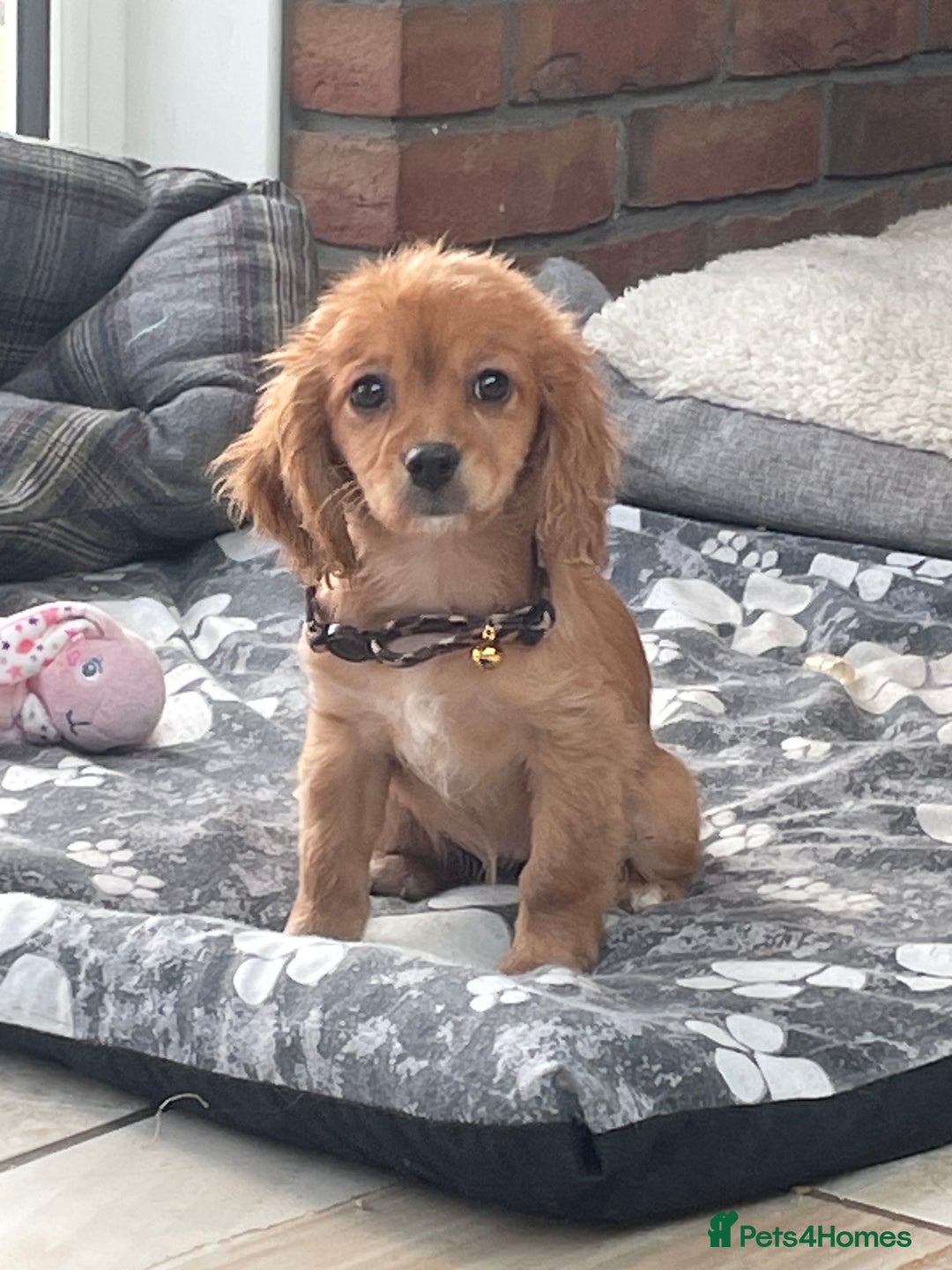 Cavalier King Charles Spaniel dogs for sale: Boy and girls available  - Advert 3