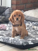 Cavalier King Charles Spaniel dogs Boy and girls available - Advert 15