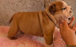 English Bulldog dogs for sale: Traditional British bulldogs pet only homes  - Image 4
