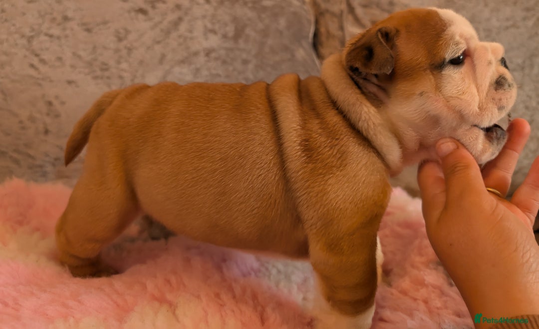 English Bulldog dogs for sale: Traditional British bulldogs pet only homes  - Image 4