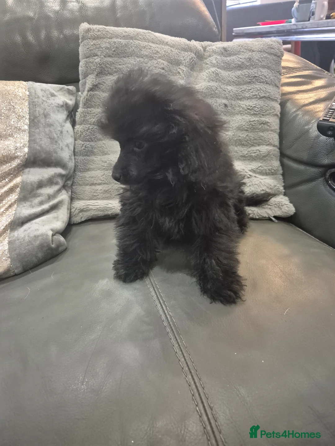 Toy Poodle dogs for sale: Poodle boys (toy x aisan) - Advert 23