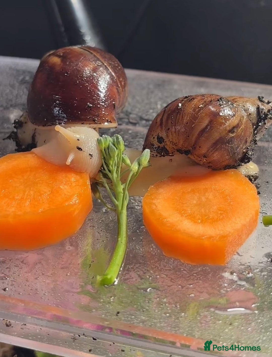 Snails invertebrates for sale: giant african land snail babies  - Advert 4