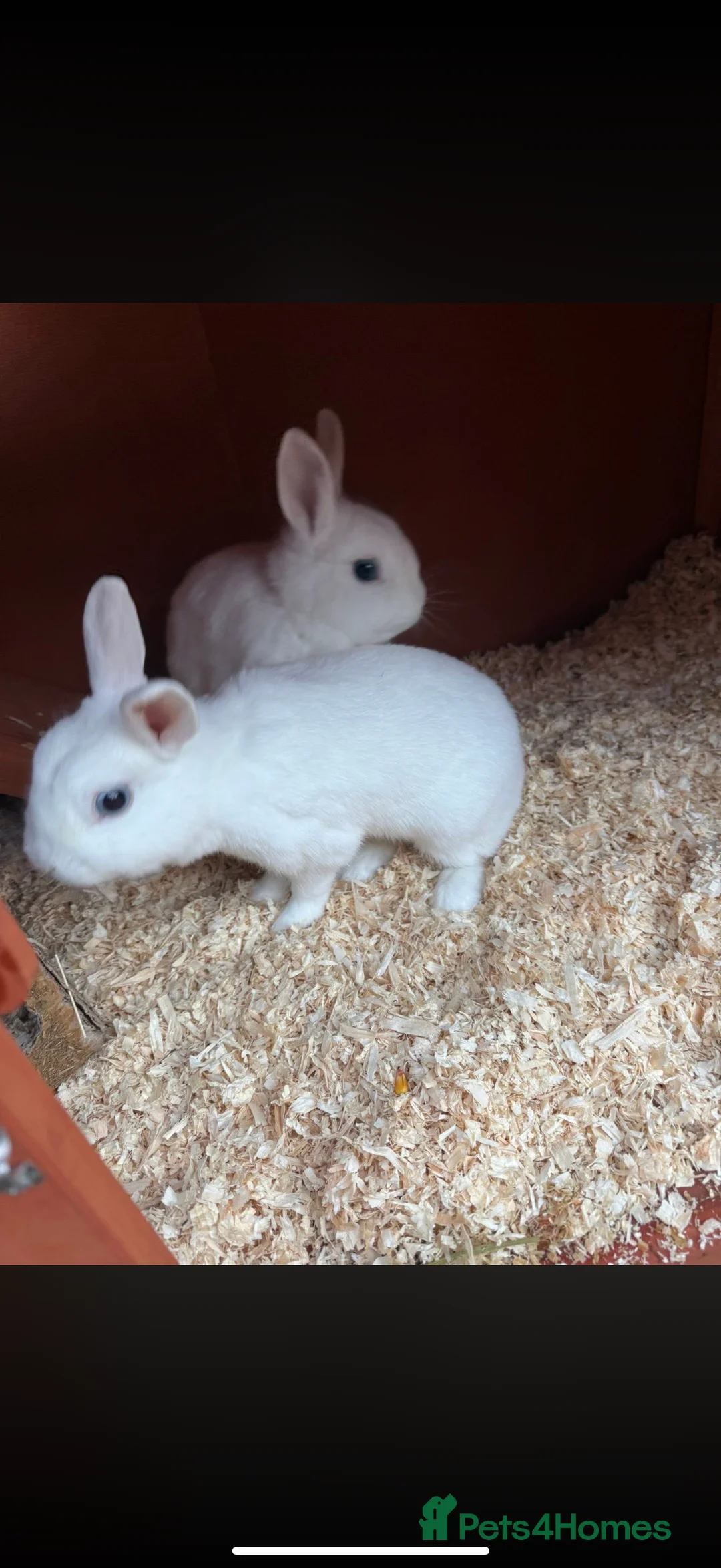 Mixed Breed rabbits for sale: Two sister rabbit  - Advert 1