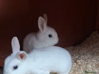 Mixed Breed rabbits Two sister rabbit - Advert 1
