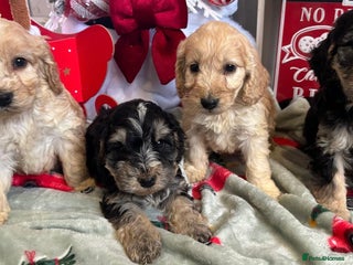 Cockapoo dogs F1 Cockapoo Puppies - Advert 2