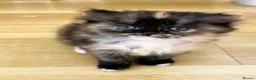 Persian cats for sale: Stunning Persian Chinchilla Kittens  - Advert 5