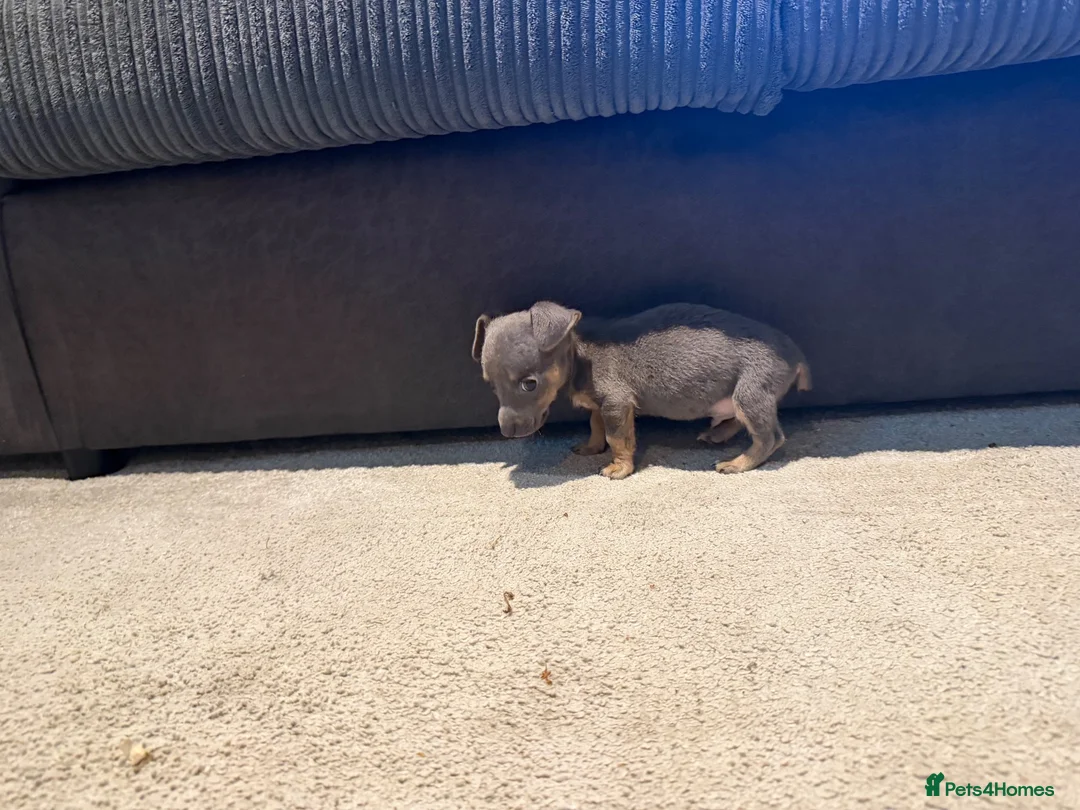 Jack Russell dogs for sale: Lilac and tan Jack russle  - Advert 16