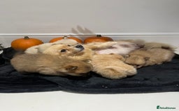 Pomeranian dogs for sale: Pomeranian - Image 13