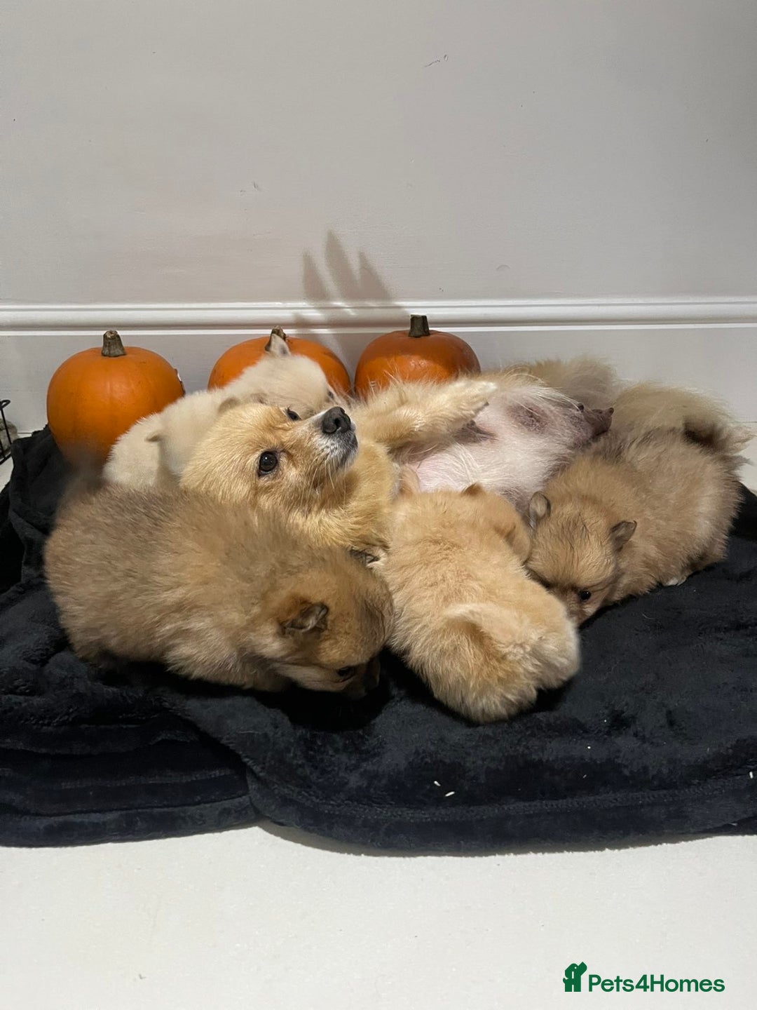 Pomeranian dogs for sale: Pomeranian - Image 13