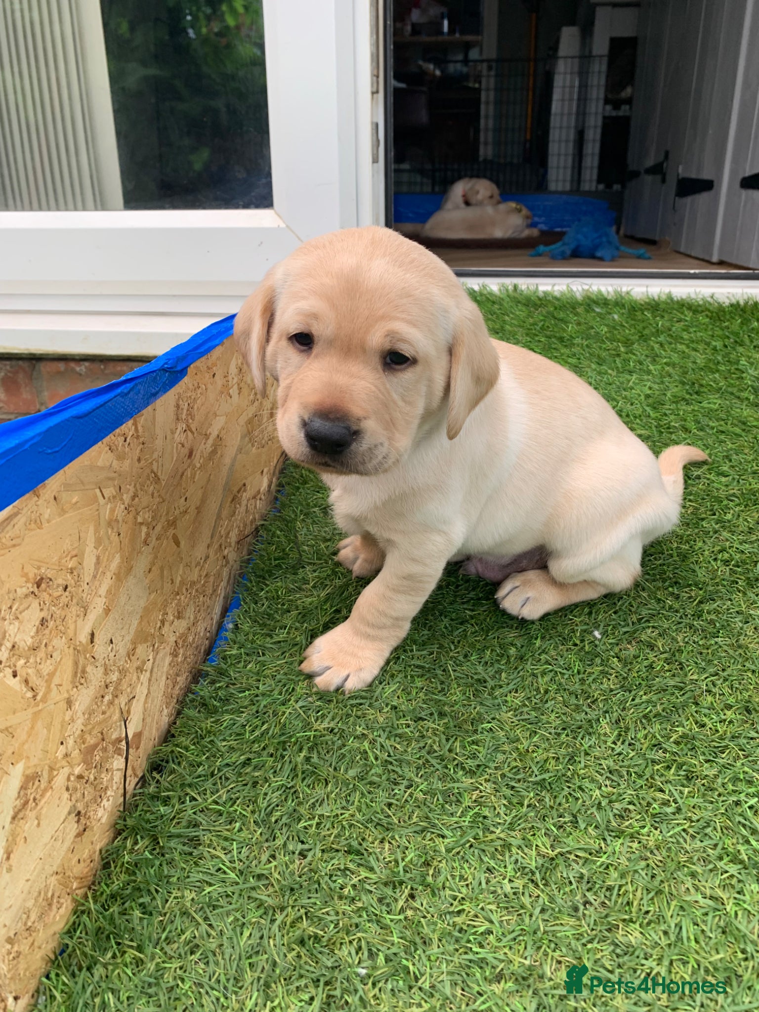 Labrador Retriever dogs for sale: Labrador puppies for sale in Scunthorpe - Advert 4